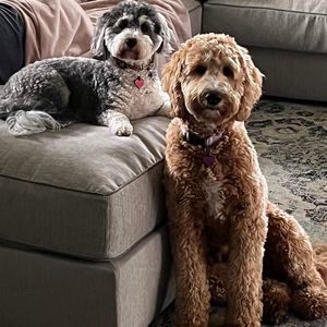 Meet your Posher, Debbie